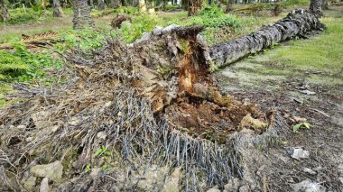 Tarlada çürüyen ya da çürüyen bir yağ ağacı.