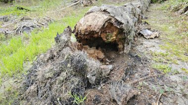 Tarlada çürüyen ya da çürüyen bir yağ ağacı.