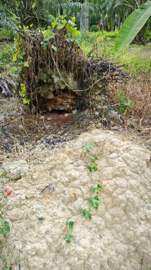 Tarlada çürüyen ya da çürüyen bir yağ ağacı.