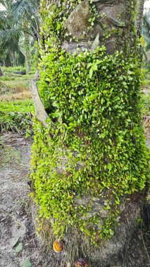 Drymoglossum piloselloides eğreltiotu eski ağaç gövdesinde yayılıyor.