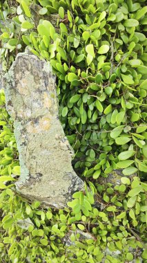 Drymoglossum piloselloides eğreltiotu eski ağaç gövdesinde yayılıyor.