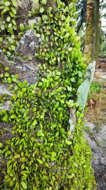 Drymoglossum piloselloides eğreltiotu eski ağaç gövdesinde yayılıyor.
