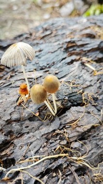 The wild pleated inkcap mushrooms sprouting out from the decaying trunk clipart