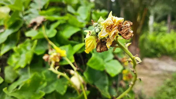 stock image yellow petals flower of the luffa gourd vegetable plant.