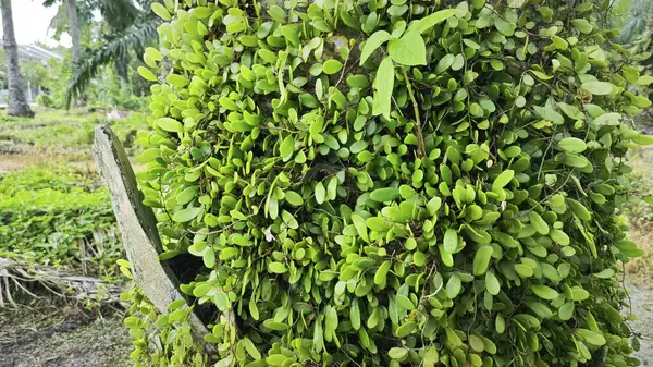 stock image Drymoglossum piloselloides fern propagating around the old tree trunk