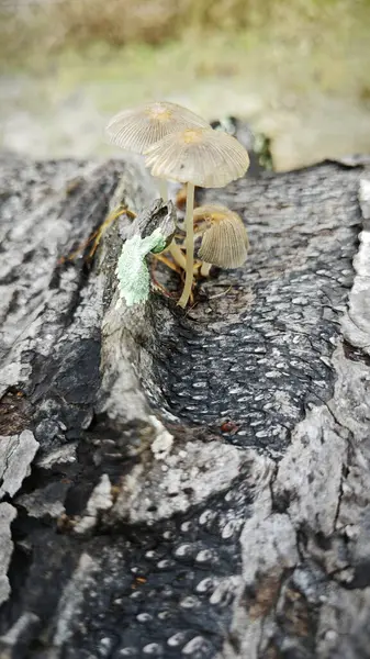 Stock image The wild pleated inkcap mushrooms sprouting out from the decaying trunk