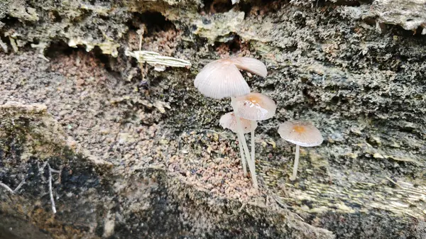 stock image The wild pleated inkcap mushrooms sprouting out from the decaying trunk