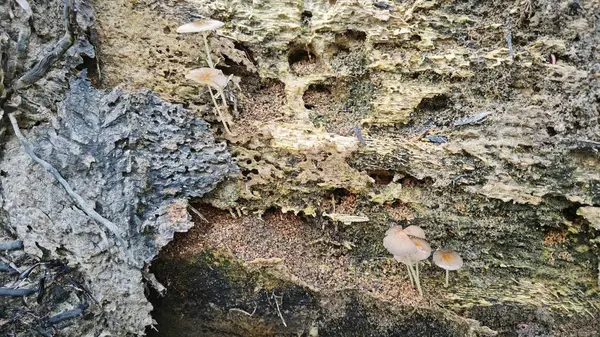 stock image The wild pleated inkcap mushrooms sprouting out from the decaying trunk