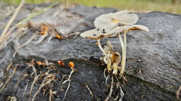 stock image The wild pleated inkcap mushrooms sprouting out from the decaying trunk