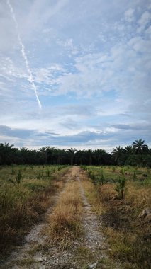 Sabahın erken saatlerinde çalı çayır plantasyonunda bulutlu bir gökyüzü.. 