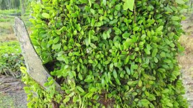 Drymoglossum piloselloides eğreltiotu eski ağaç gövdesinde yayılıyor.