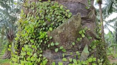 Drymoglossum piloselloides eğreltiotu eski ağaç gövdesinde yayılıyor.