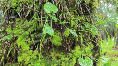Palmiye yağı gövdesinden filizlenen yeşillik bitkisi..