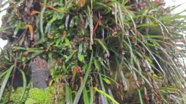 Palmiye yağı gövdesinden filizlenen yeşillik bitkisi..