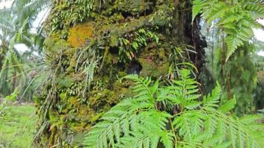 Palmiye yağı gövdesinden filizlenen yeşillik bitkisi..