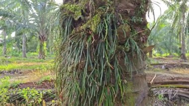 Palmiye yağı gövdesinden filizlenen yeşillik bitkisi..