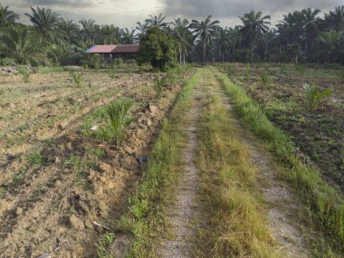 Tarımsal arazide terk edilmiş bir ahşabın hava manzarası..