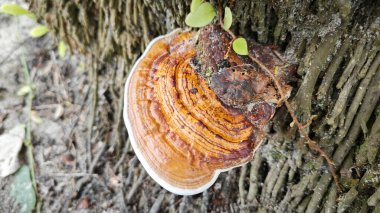 Palmiye yağı gövdesinden çıkan yenilemez mantar parçası..