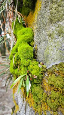 Palmiye yağı gövdesinden çıkan yosunlu bitkiler..
