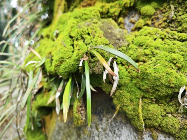 Palmiye yağı gövdesinden çıkan yosunlu bitkiler..