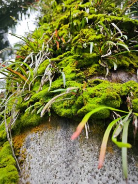 Mossy vegetation that sprout out from the palm oil tree trunk. clipart