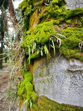 Mossy vegetation that sprout out from the palm oil tree trunk. clipart