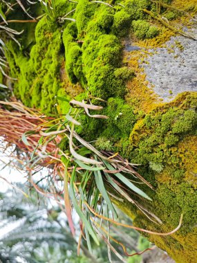 Mossy vegetation that sprout out from the palm oil tree trunk. clipart