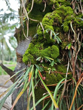 Palmiye yağı gövdesinden çıkan yosunlu bitkiler..