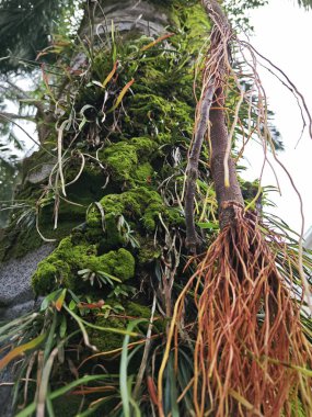 Palmiye yağı gövdesinden çıkan yosunlu bitkiler..