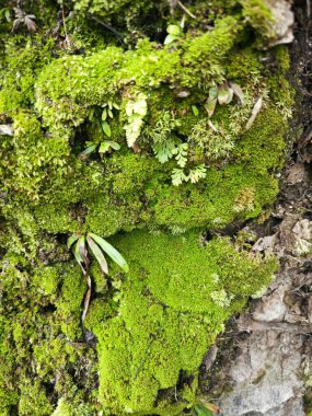 Palmiye yağı gövdesinden çıkan yosunlu bitkiler..