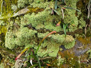 Mossy vegetation that sprout out from the palm oil tree trunk. clipart