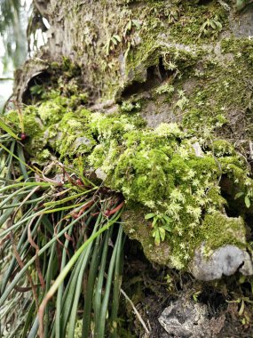 Mossy vegetation that sprout out from the palm oil tree trunk. clipart