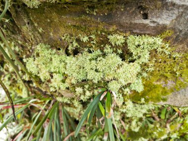Palmiye yağı gövdesinden çıkan yosunlu bitkiler..