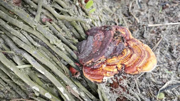 stock image the inedible wild fungus bracket sprouting from the palm oil trunk.