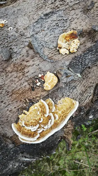 stock image the inedible wild fungus bracket sprouting from the palm oil trunk.