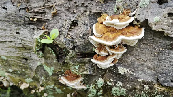 stock image the inedible wild fungus bracket sprouting from the palm oil trunk.