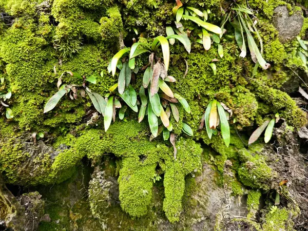 stock image Mossy vegetation that sprout out from the palm oil tree trunk.