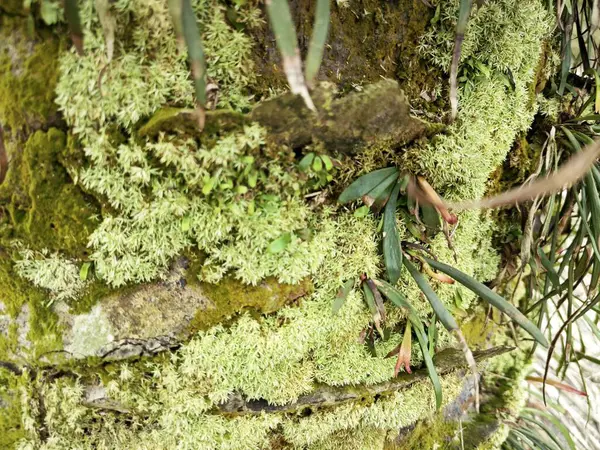 stock image Mossy vegetation that sprout out from the palm oil tree trunk.