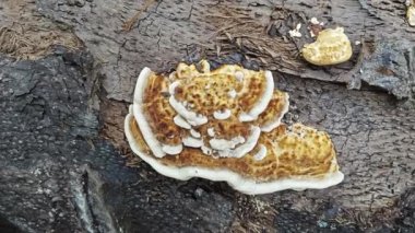 Palmiye yağı gövdesinden çıkan yenilemez mantar parçası..   