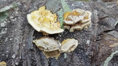 Palmiye yağı gövdesinden çıkan yenilemez mantar parçası..   