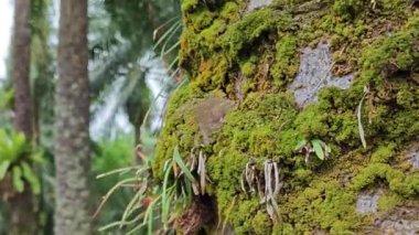 Palmiye ağacı gövdesinden çıkan yosunlu mantarlar..    