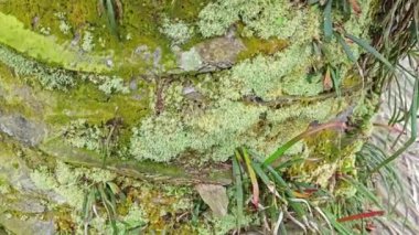 Palmiye ağacı gövdesinden çıkan yosunlu mantarlar..    