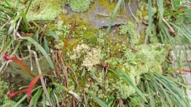 Palmiye ağacı gövdesinden çıkan yosunlu mantarlar..    