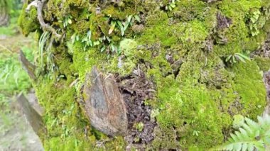 Palmiye ağacı gövdesinden çıkan yosunlu mantarlar..    