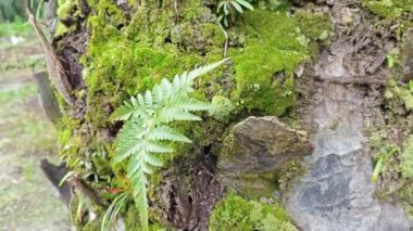Palmiye ağacı gövdesinden çıkan yosunlu mantarlar..    