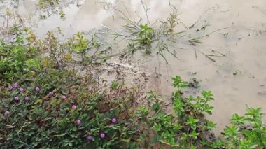 Yerleşim alanının dışında büyük bir su birikintisi ve fazla gelişmiş bitki örtüsü olan bir arazi..  