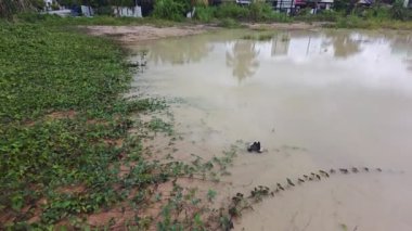 Yerleşim alanının dışında büyük bir su birikintisi ve fazla gelişmiş bitki örtüsü olan bir arazi..  