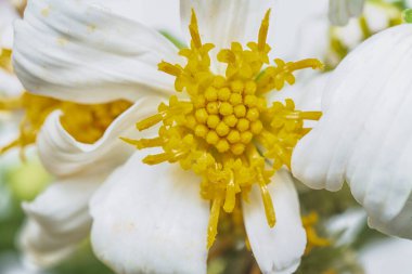 close up shot of the tiny white Biden albra petal flower.   clipart