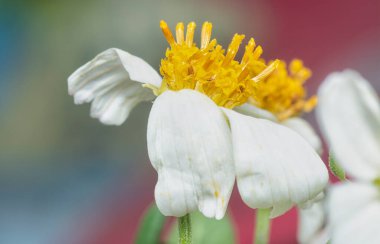 close up shot of the tiny white Biden albra petal flower.   clipart