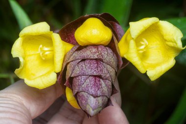 close up shot of the wild vinery gmelina philippensis charm flower.  clipart